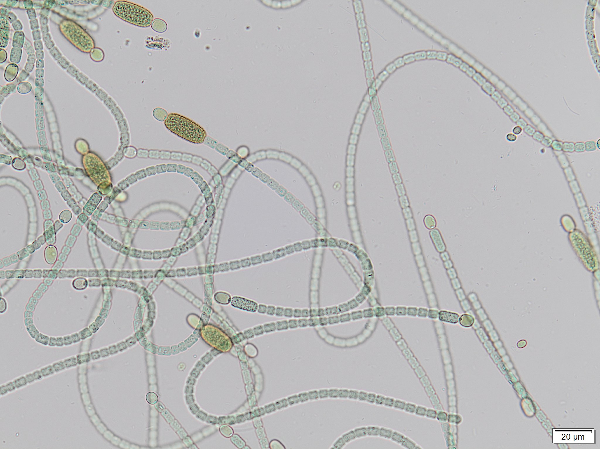 algae taxonomist looking at algae under a microscope